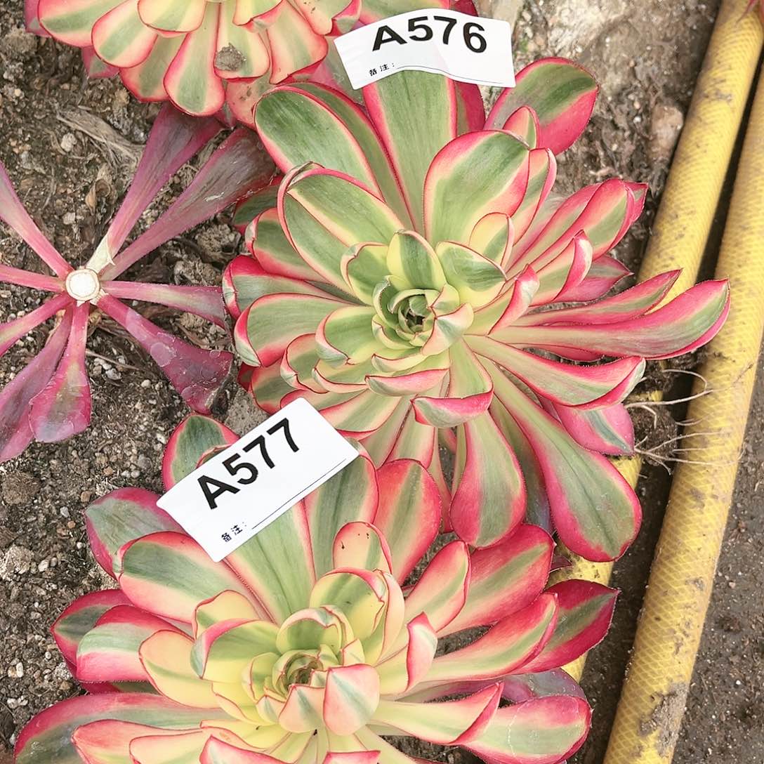 烈焰法师烈焰法师