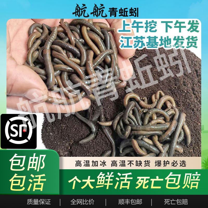 鲜活黑蚯蚓与青蚯蚓钓黄鳝野钓通用鱼饵