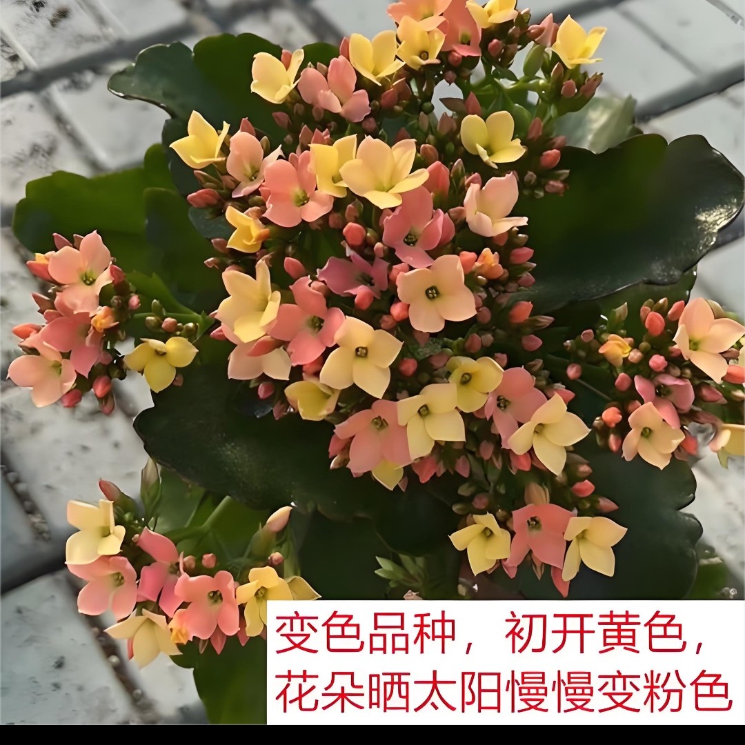 七彩糖条 单瓣长寿带花苞120口径盆