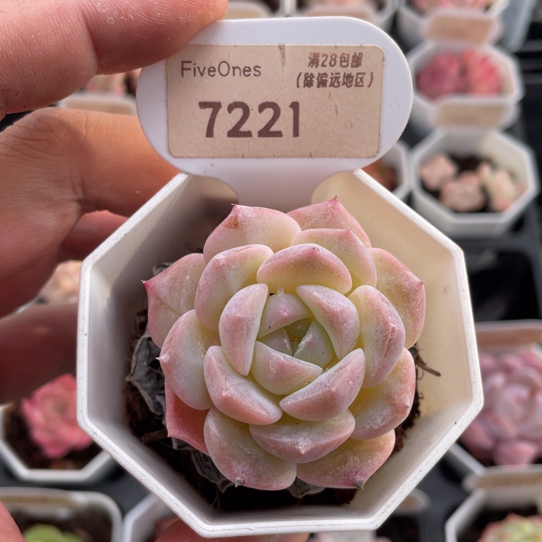 纯爱7221-5.0厘米