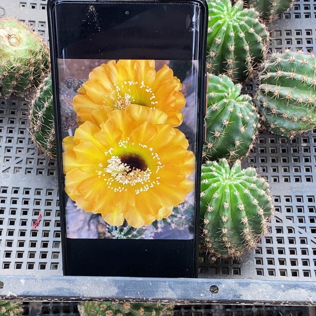 彩黄金罗盘侧芽歪20包邮/5公分