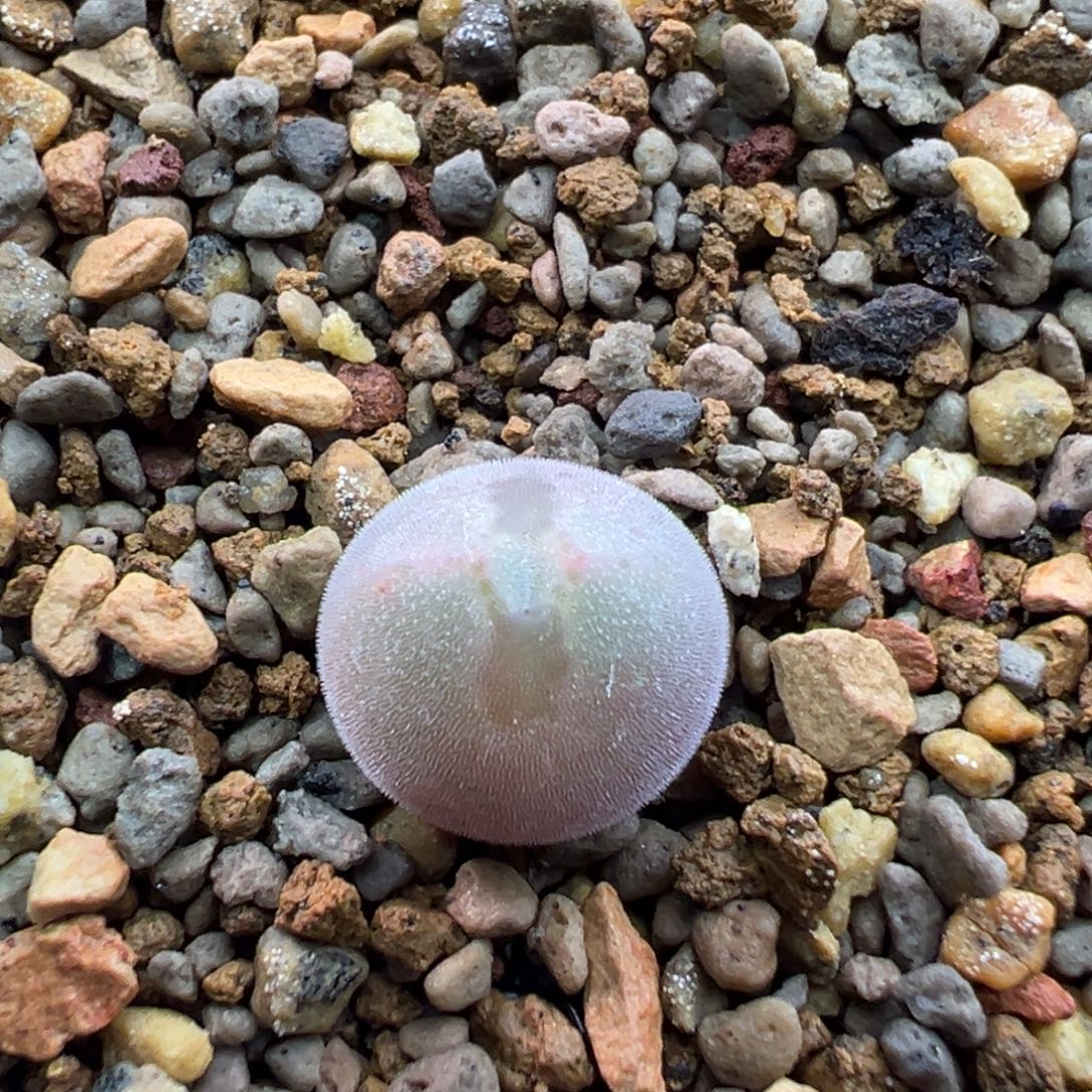 171多肉单头优选猫耳空蝉一棵特