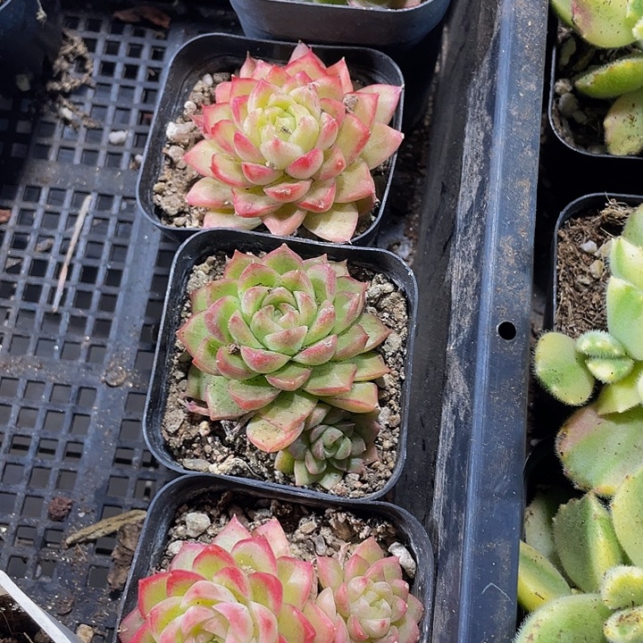 红麦秆女王带盆土发