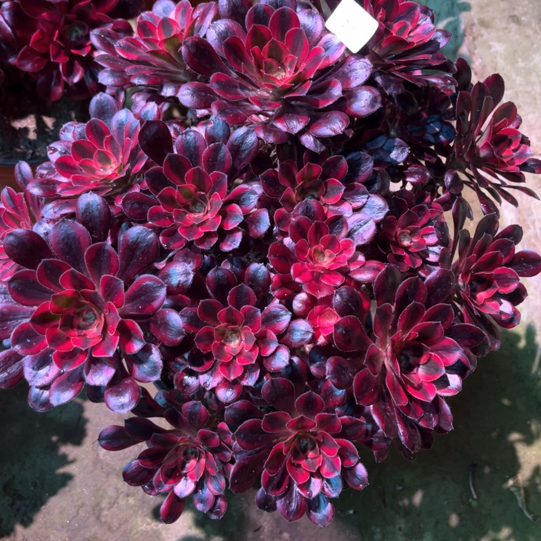 多肉植物丽娜260