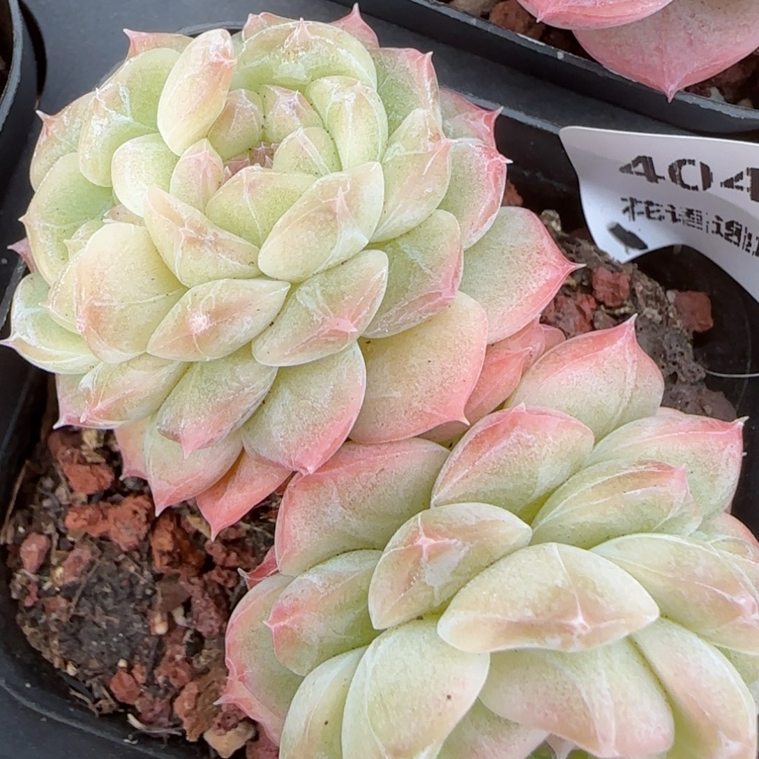 花语逸镜0212-404