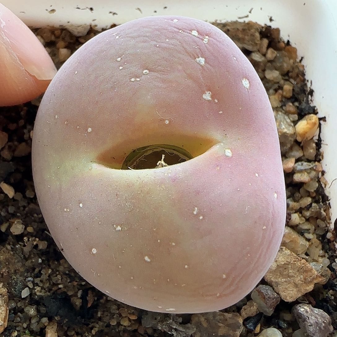 金***宴28包邮脱土发货29307