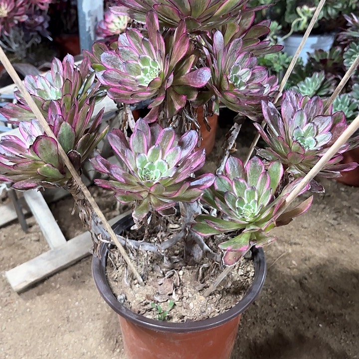 多肉植物法师紫霞仙子111