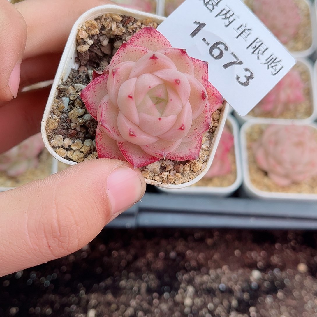 1-673 新疆西藏内蒙不发12.8包邮2-3公分多肉