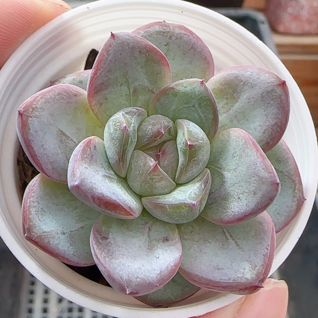 多肉0906-46星星珍妮