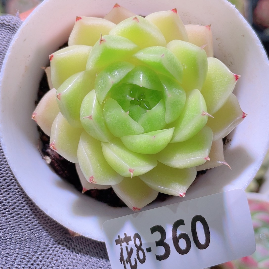 花利美 8-360麦秆