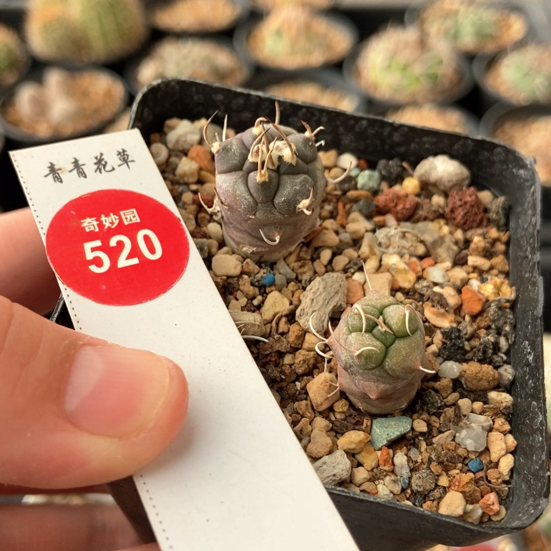 实生娇丽两颗仙人球