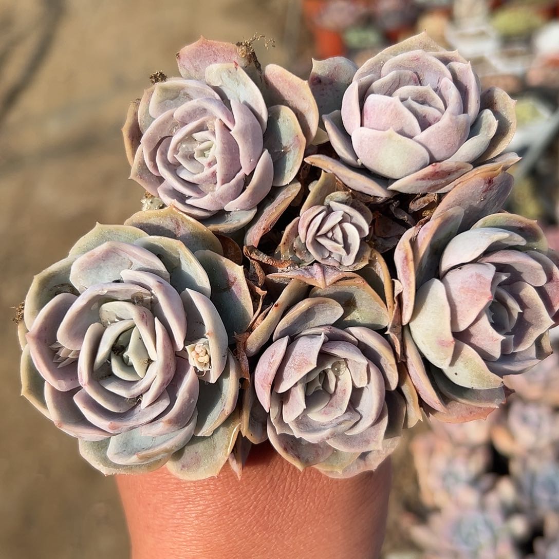 多肉植物蓝色惊喜