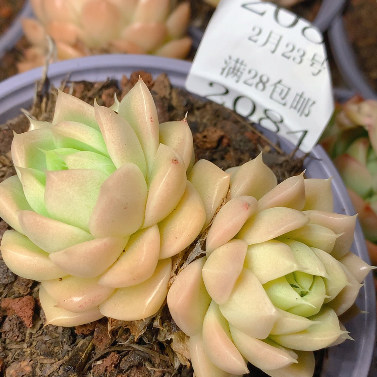 【闪购商品】2084号