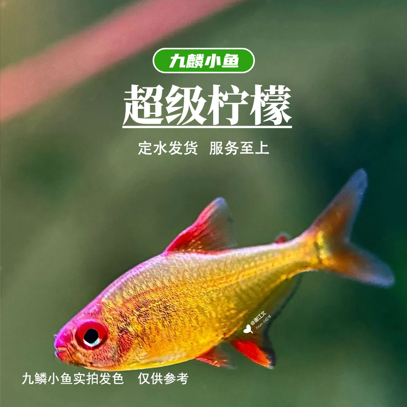 九鳞小鱼 【超级柠檬灯】   满三单发货
