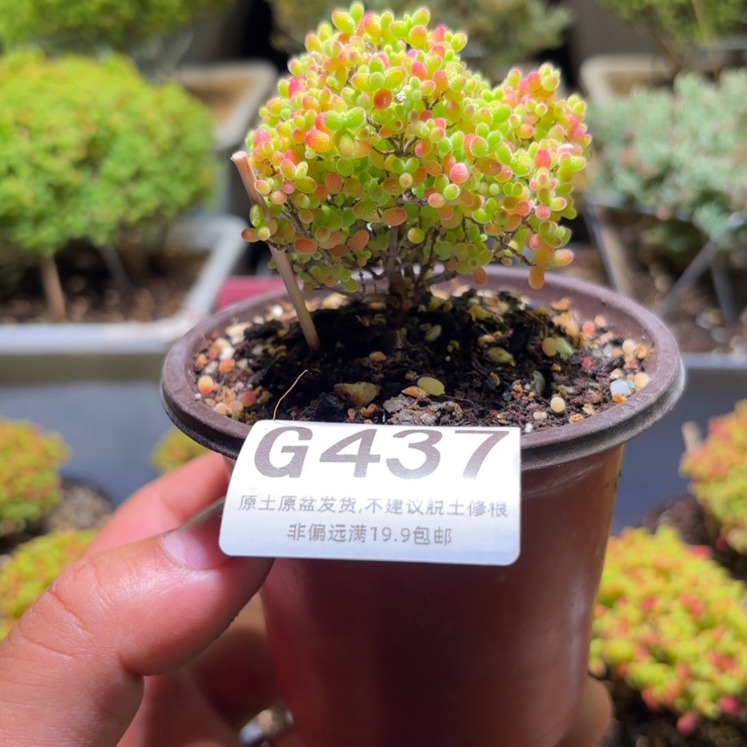 枝干番杏密橘糖球G437