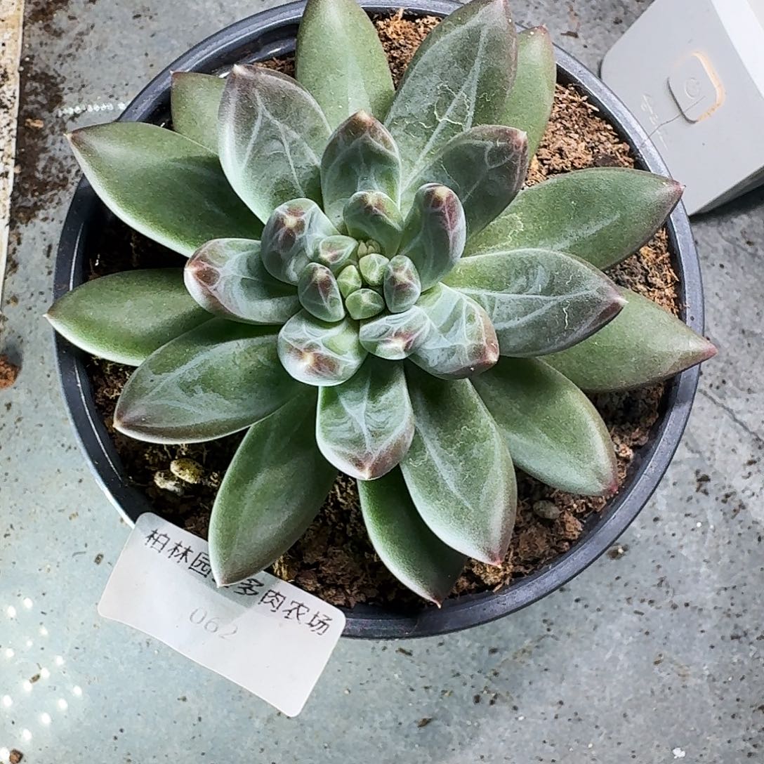 062  美人杂交 一物一拍