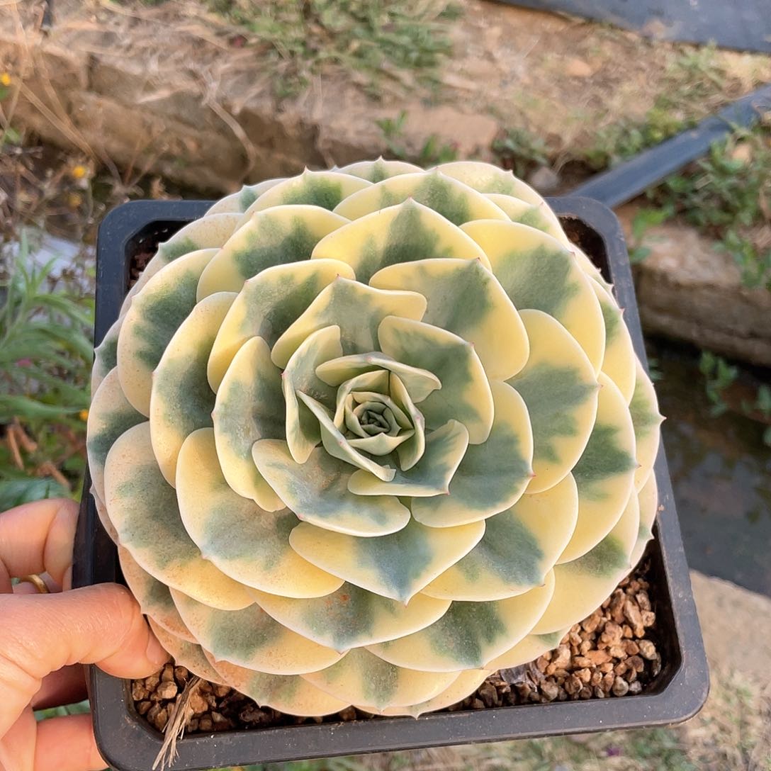 多肉植物多肉植物