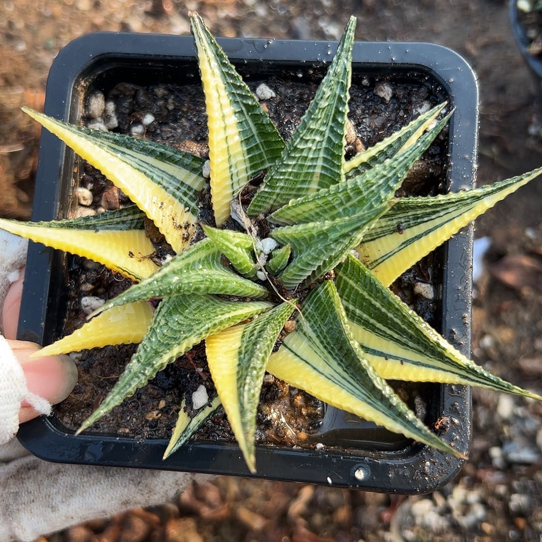 琉璃殿林杜呃呃呃呃呃