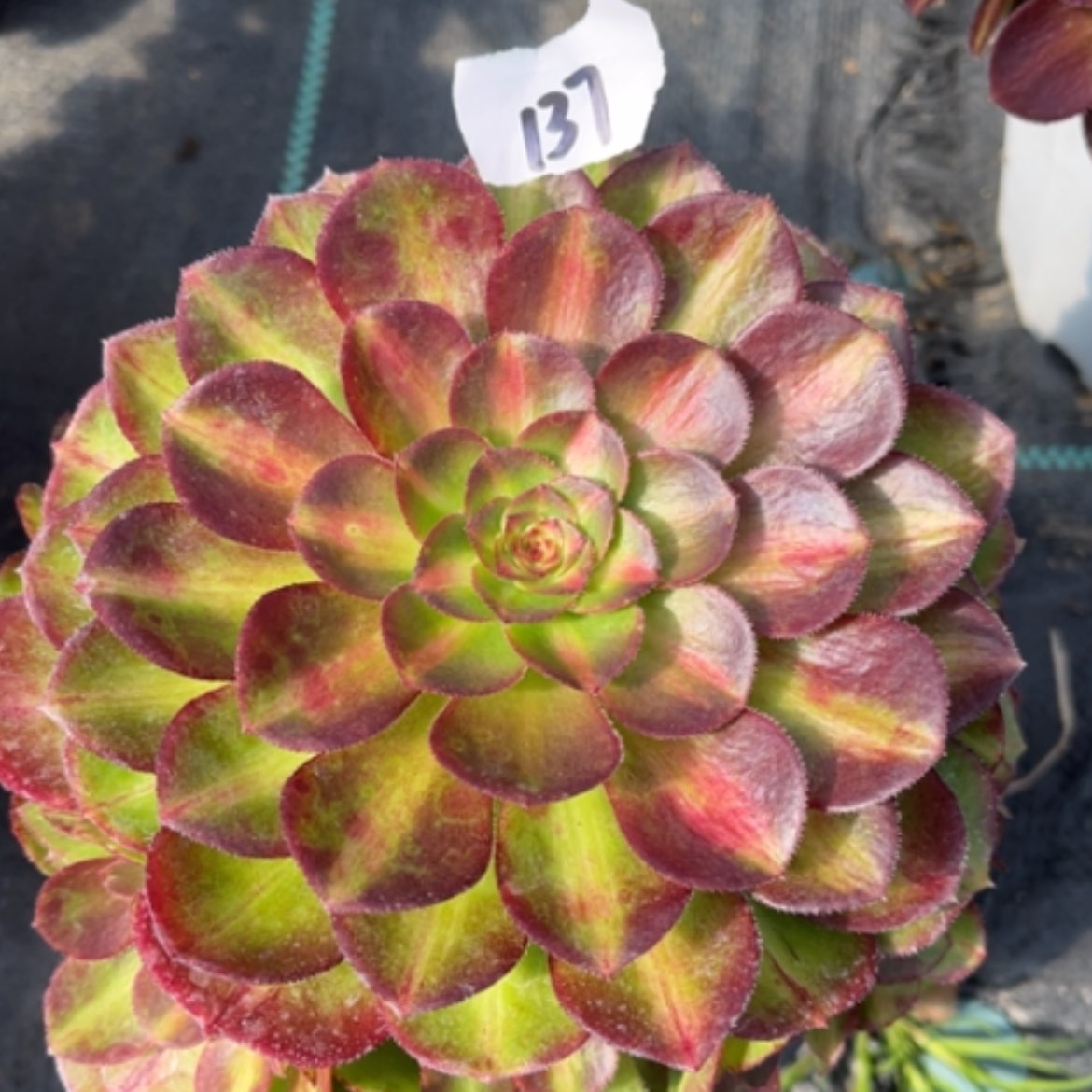 【闪购商品】137倾城中班多肉法师