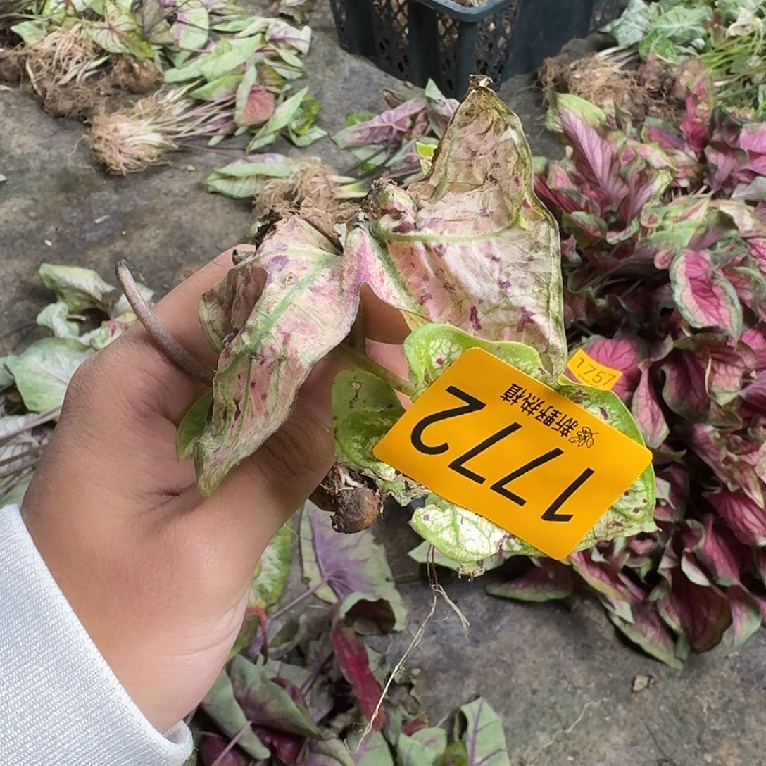 完全开放1772红酒飞溅裸球不售后