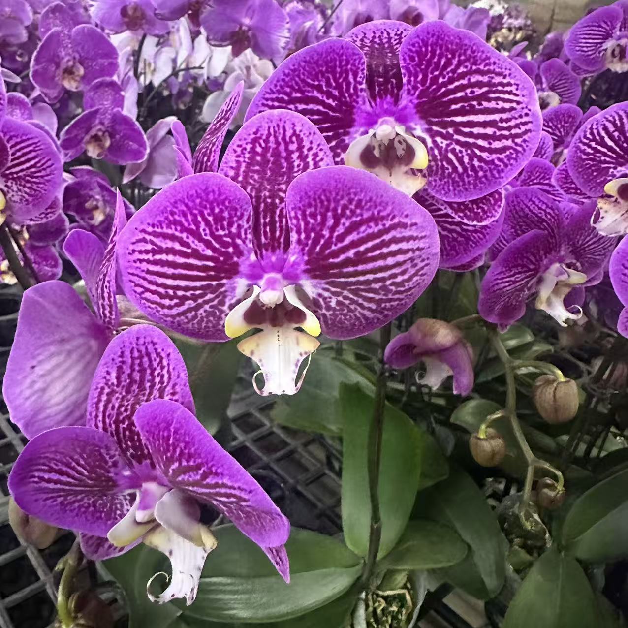 蝴蝶兰【画眉鸟】名贵品种稀有品种大花带花发货 广州源头基地