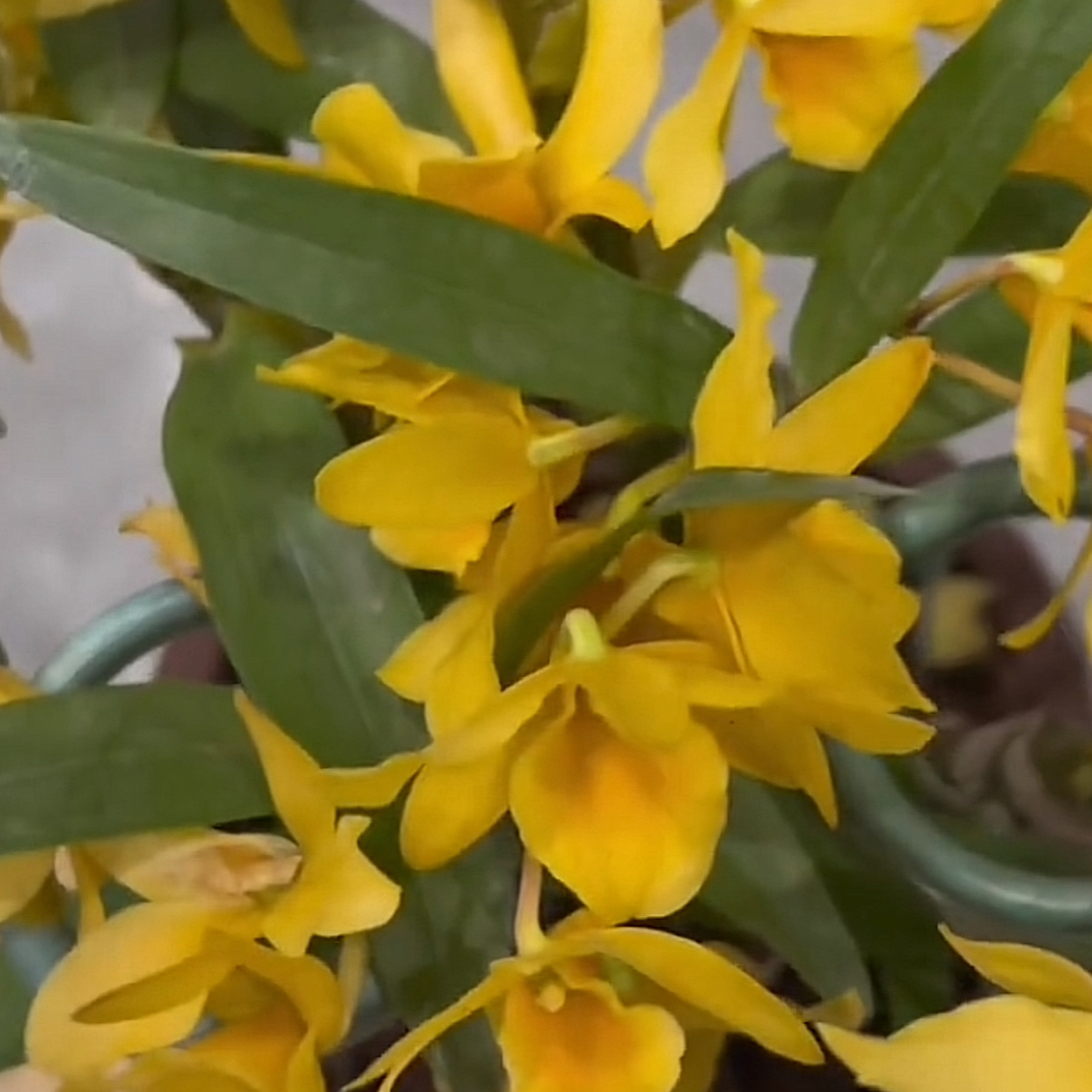 黄金玉百合萱草花石斛兰花卉玫瑰盆栽绿植