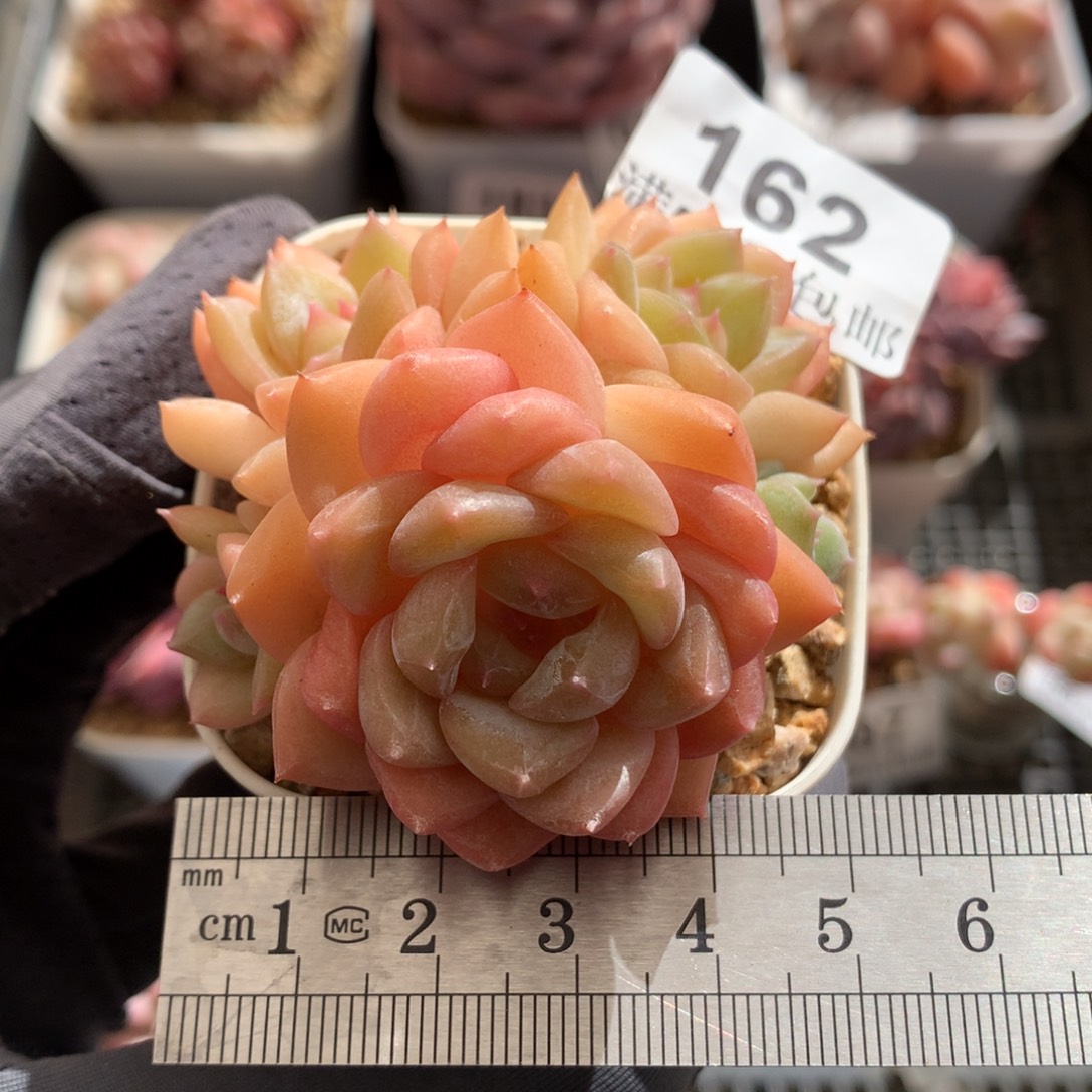 162。 五头冰糖雪梨。橙色体。