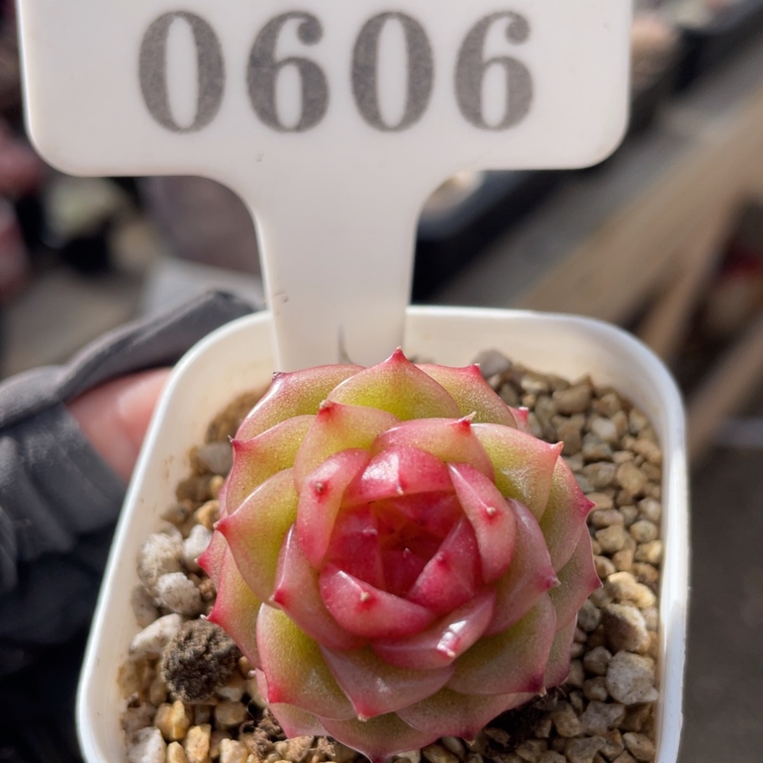 0606 玉玲珑 3.5厘米