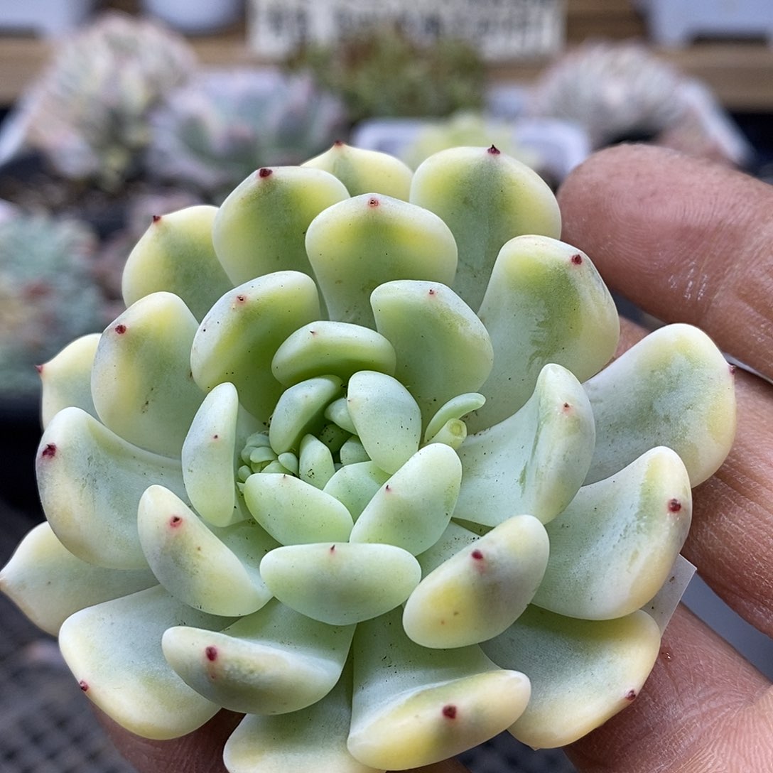 02184 雪爪覆轮锦头盖