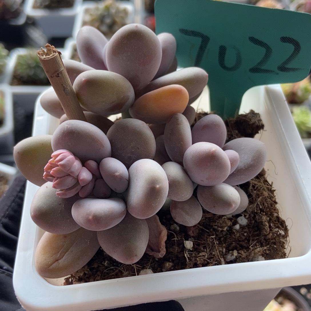 7022奶酪多肉植物保护