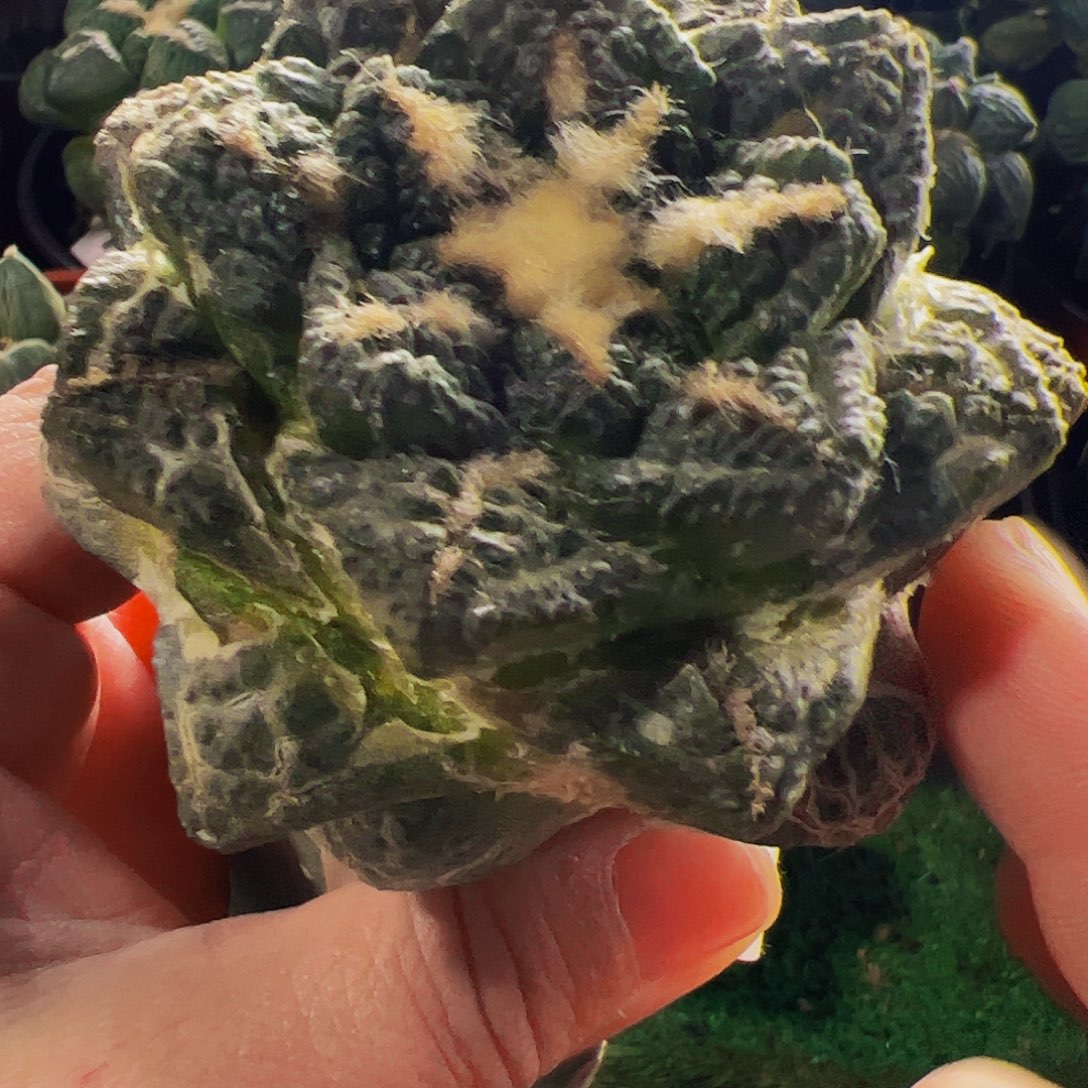 无花朵龟甲牡丹561