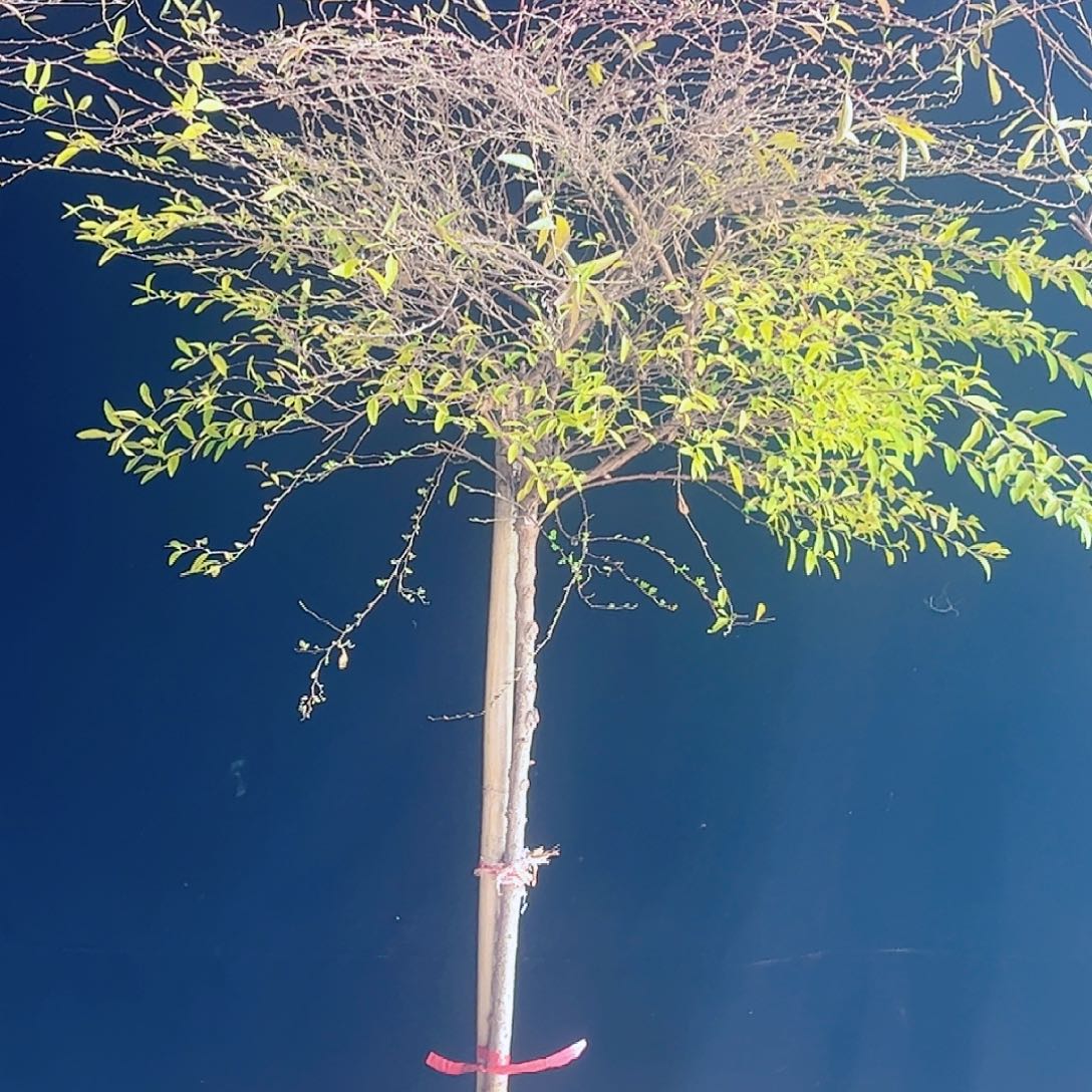 完全开放喷雪花雪柳棒棒糖