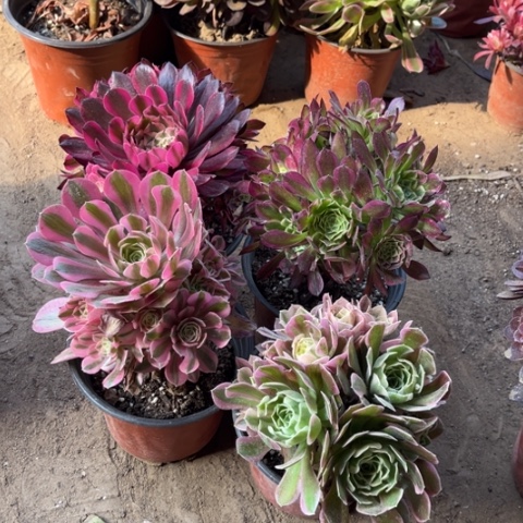 541多肉植物组合