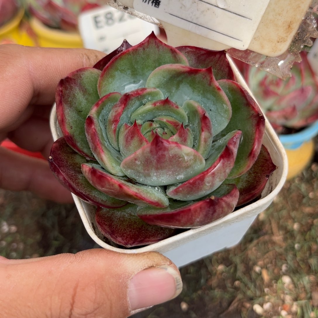 惊鸿一瞥881号多肉植物