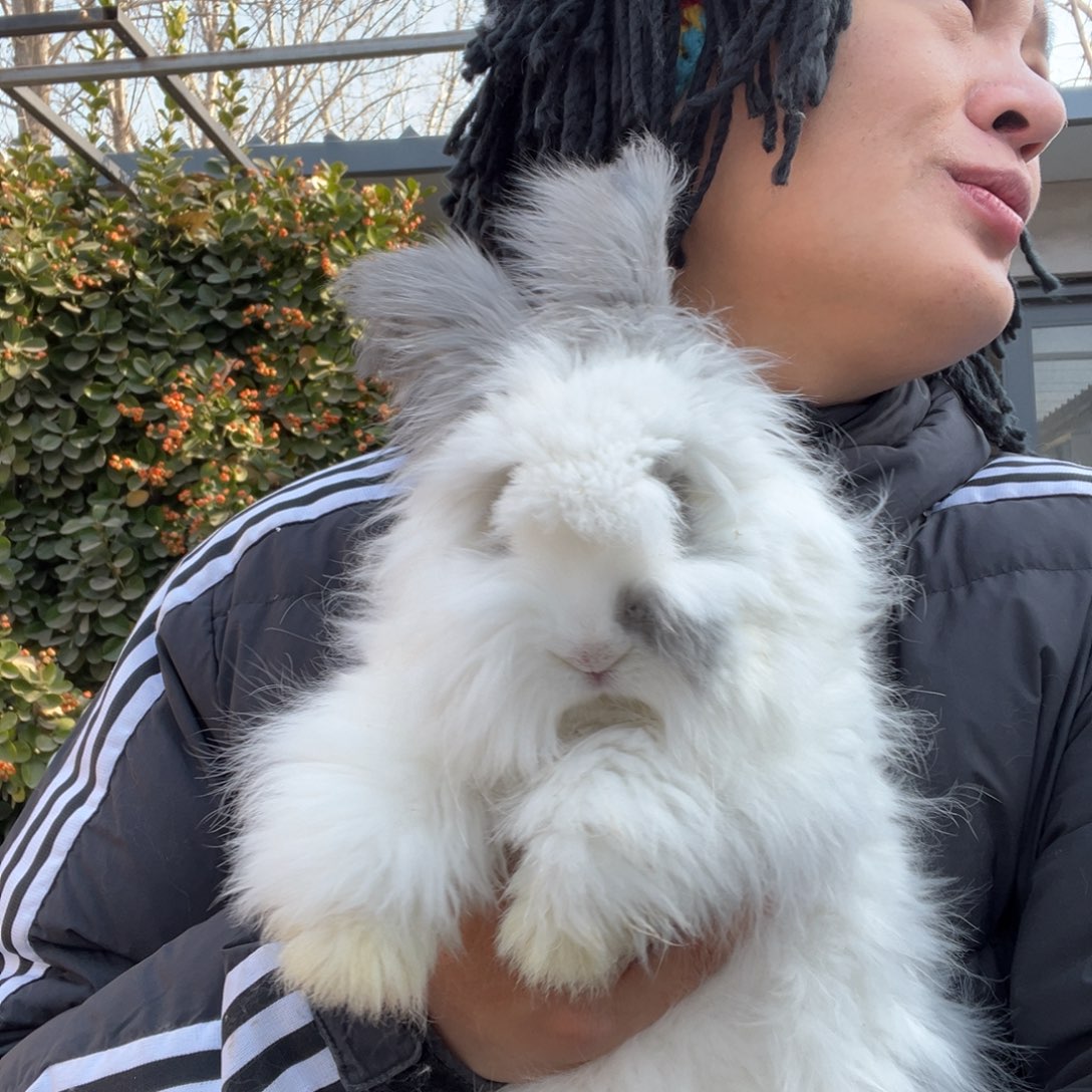 宠物兔英系安哥拉兔