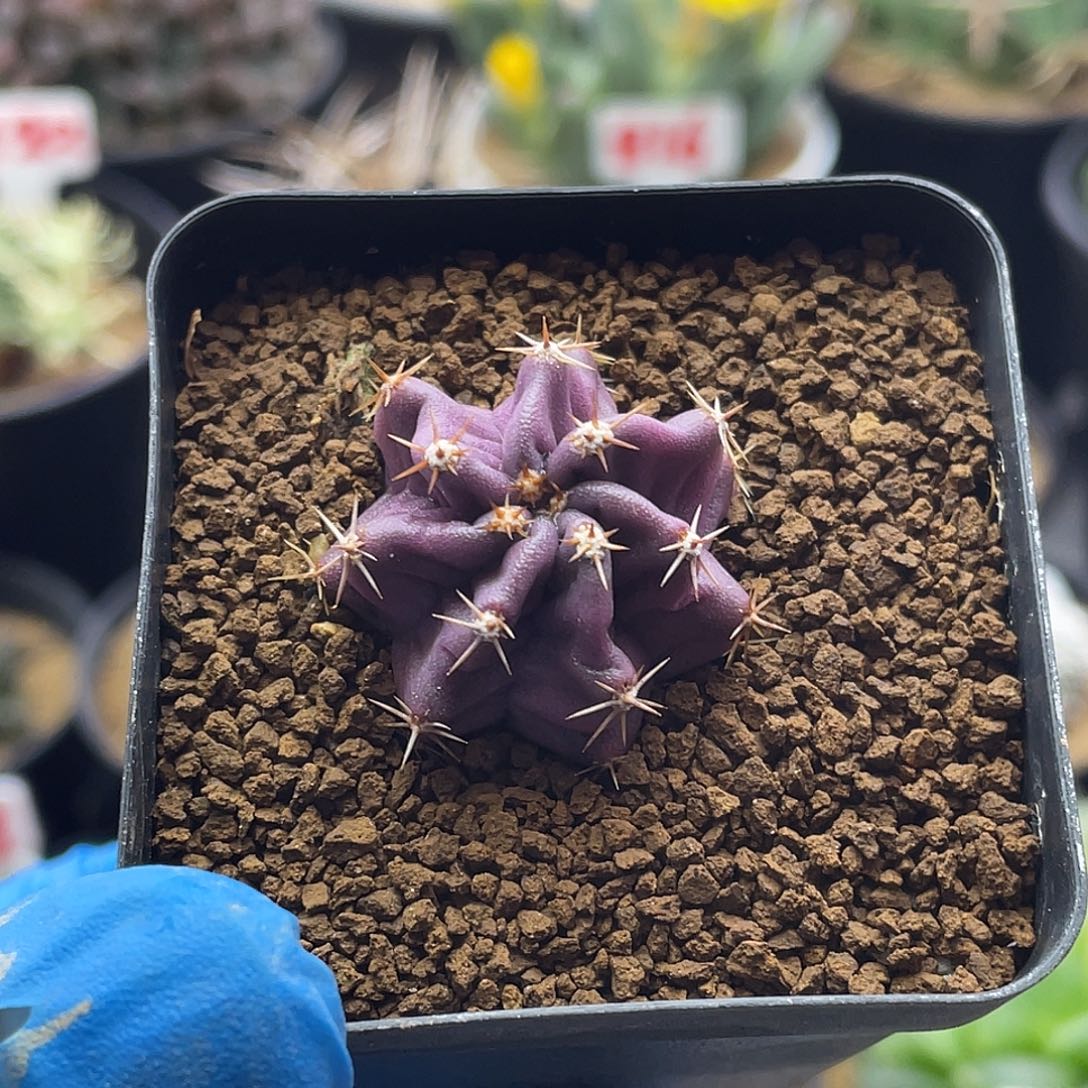 实生微刺虾鹿角柱属