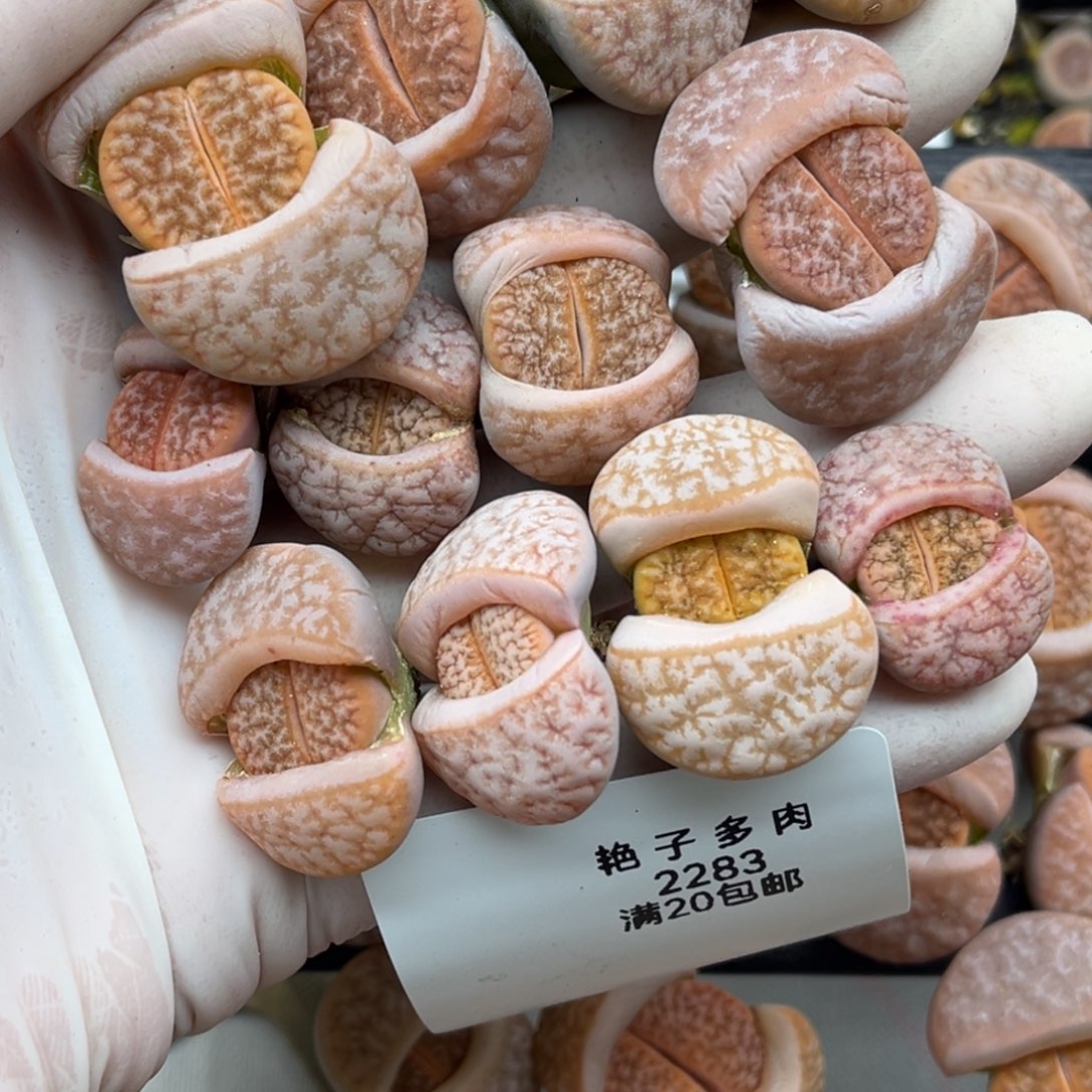 一***~2283号一首拿铁12颗发货