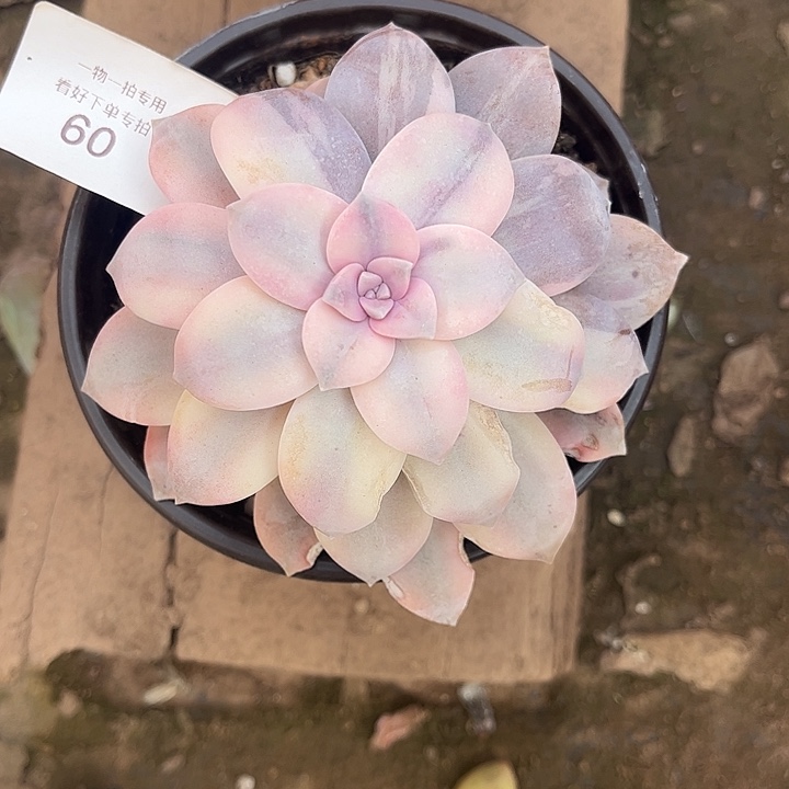 我***乖华丽风车锦，一物一拍