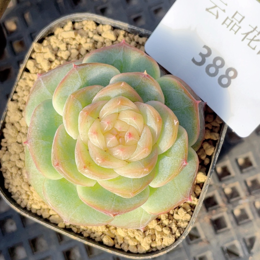 388号糖心冰心珍妮 冻唇蜜
