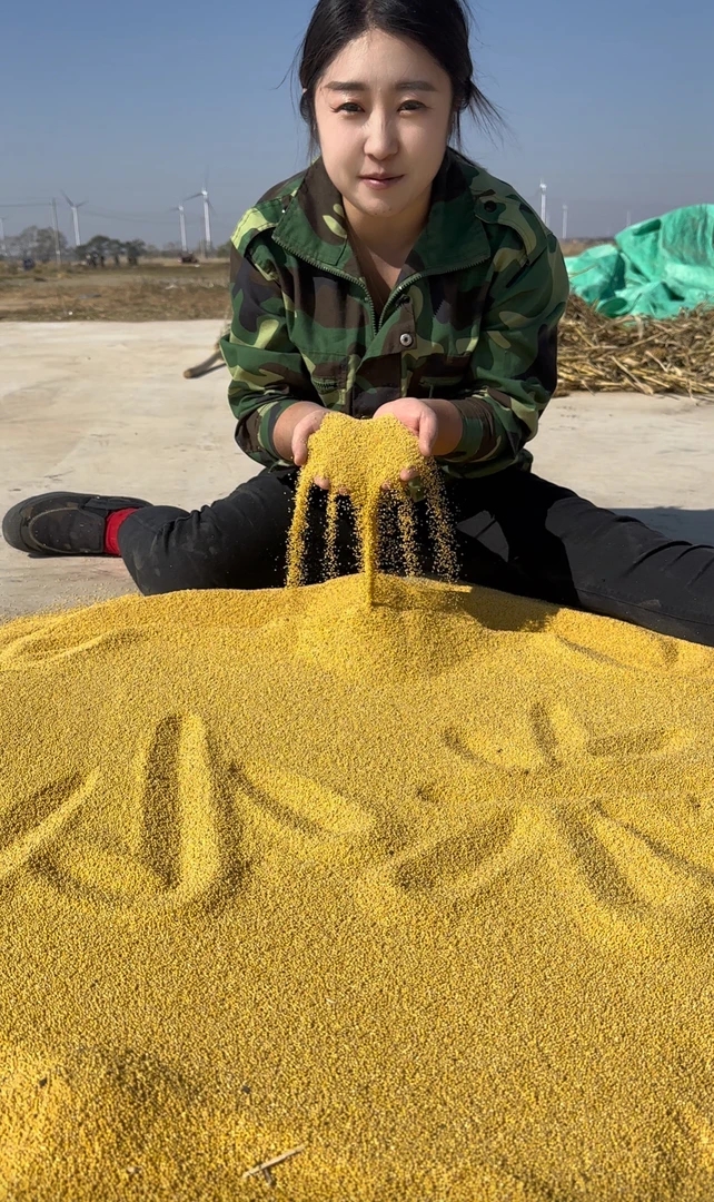 坝上农家小米 黄小米