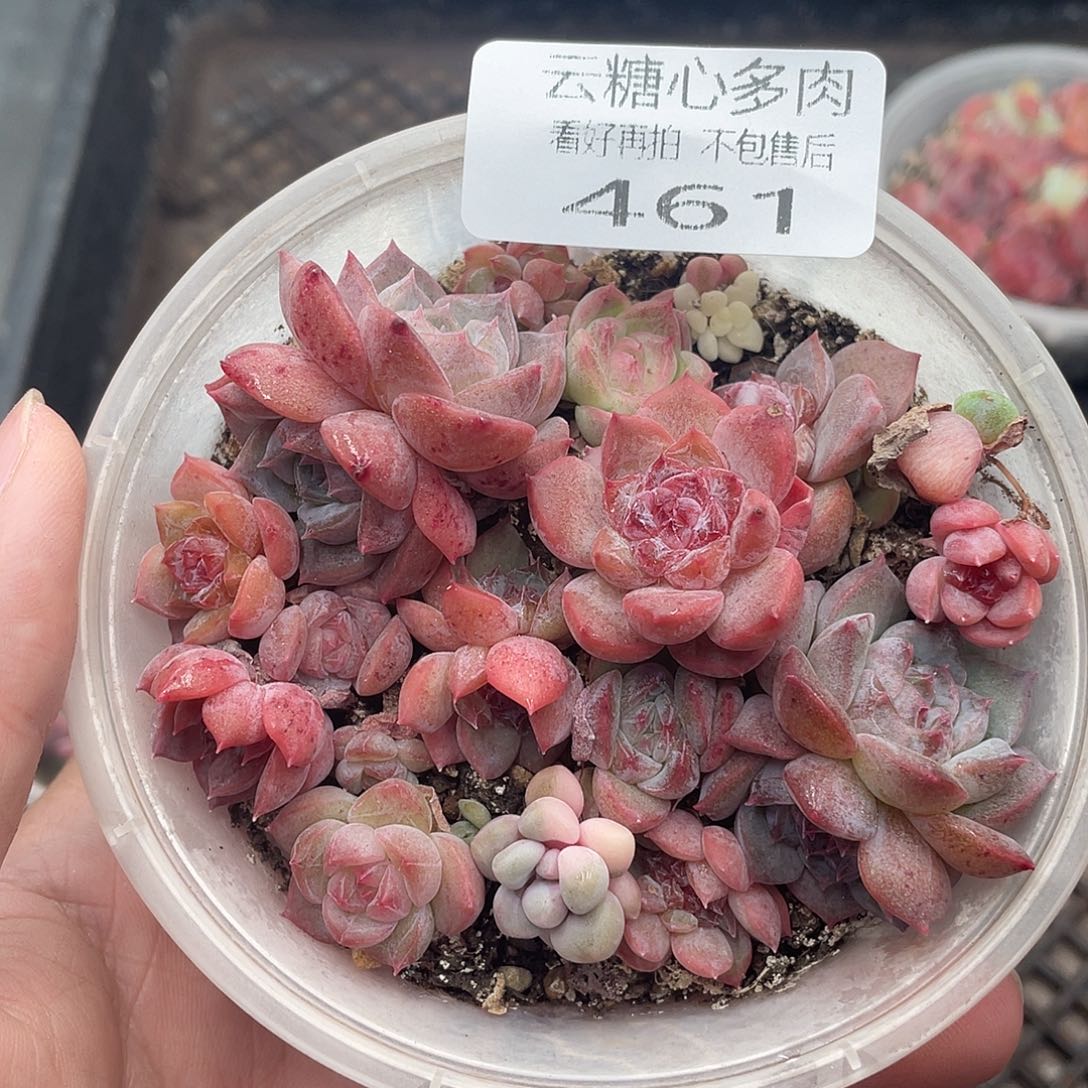 云糖心多肉植物461