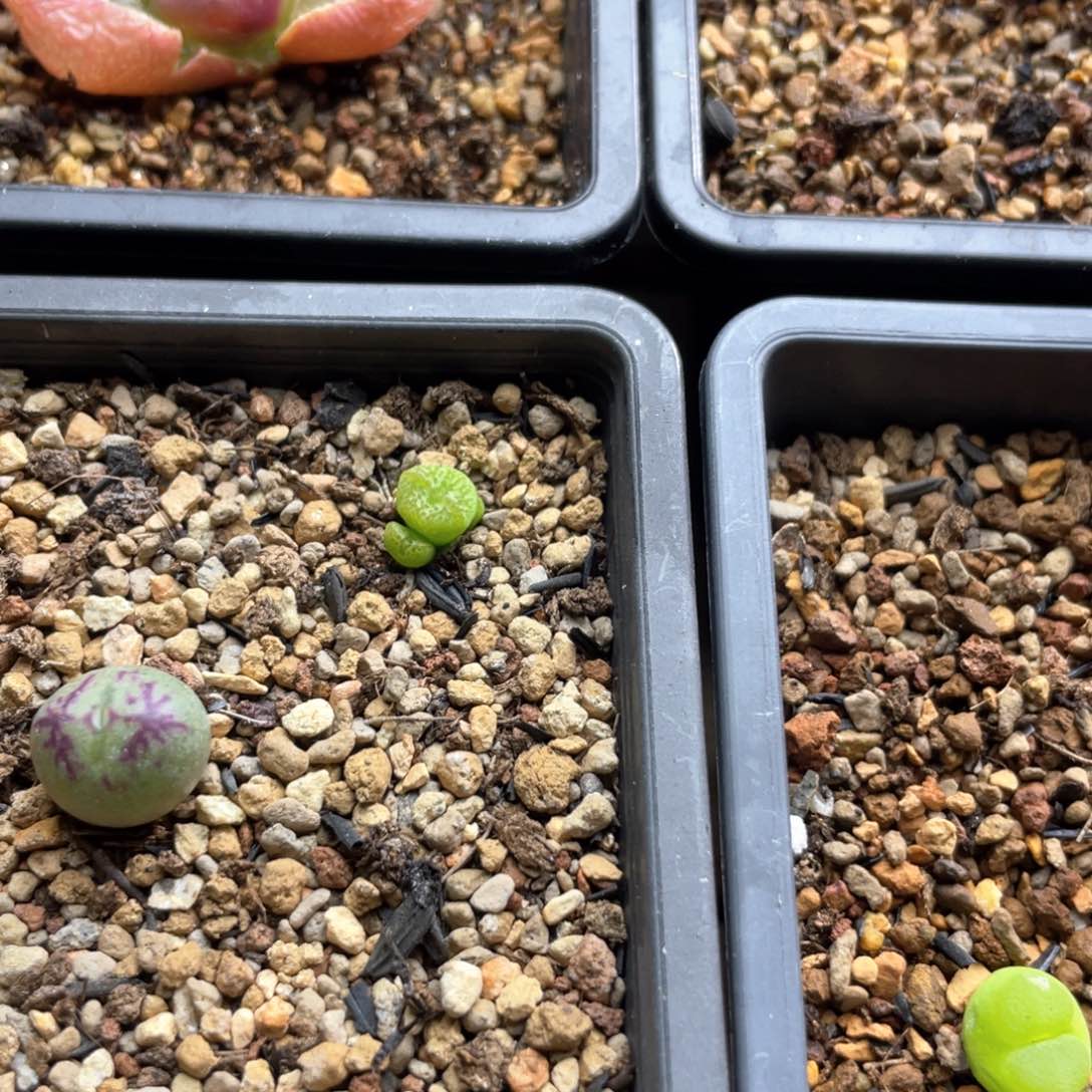 乐*憨多肉单头铅笔画杂交一棵小拉登一棵  乐