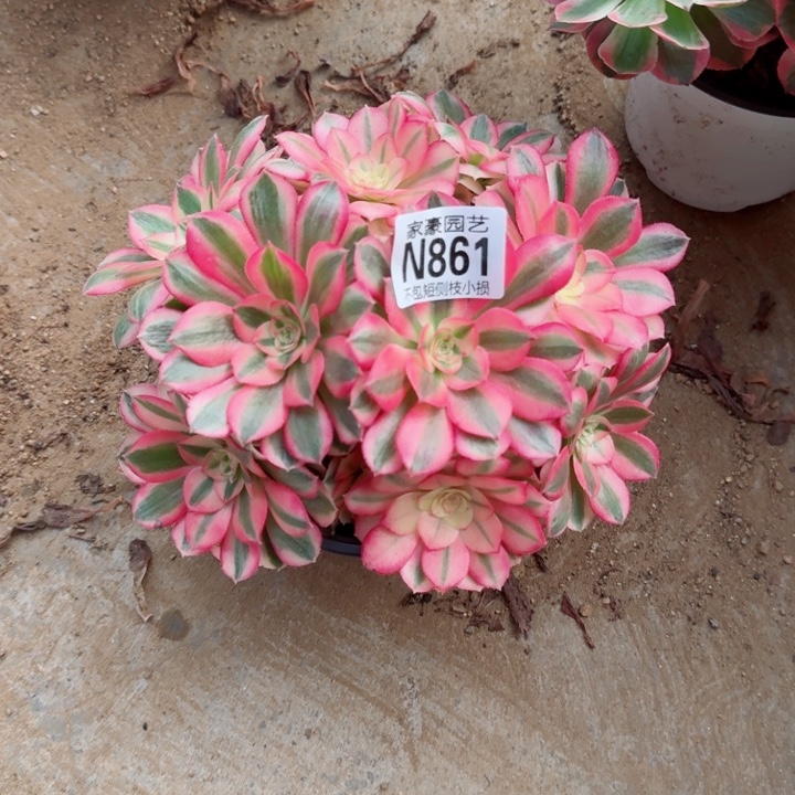 861倾城官服20左右2