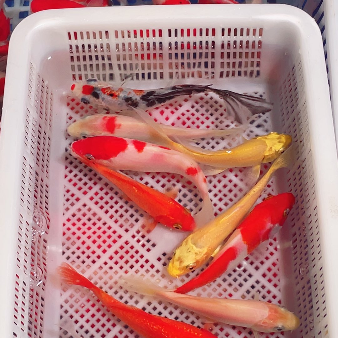 锦鲤锦鲤观赏鱼161718