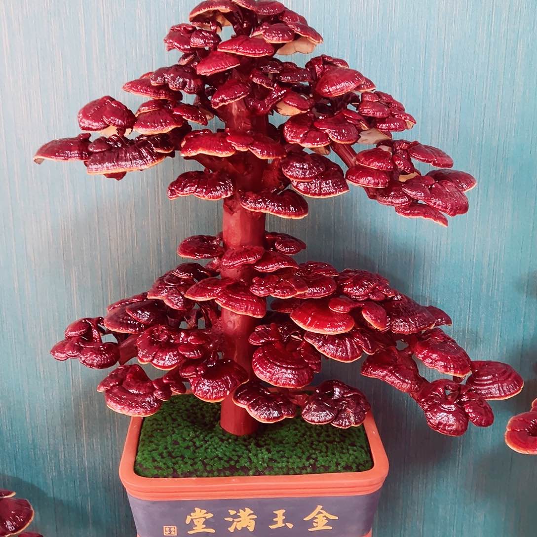 【闪购商品】无花朵