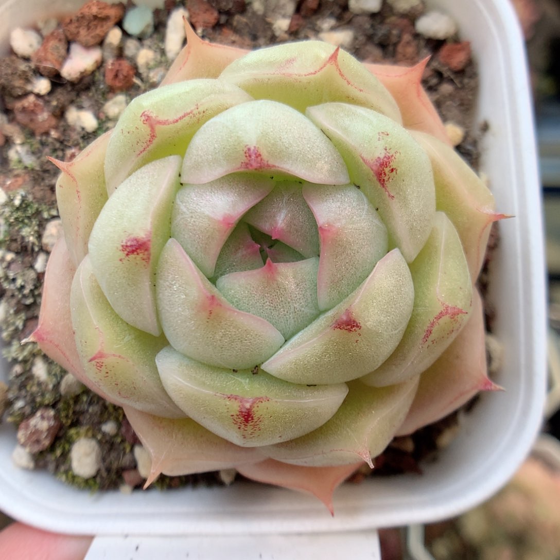 E114 ，20包邮两天凑单偏远不发货