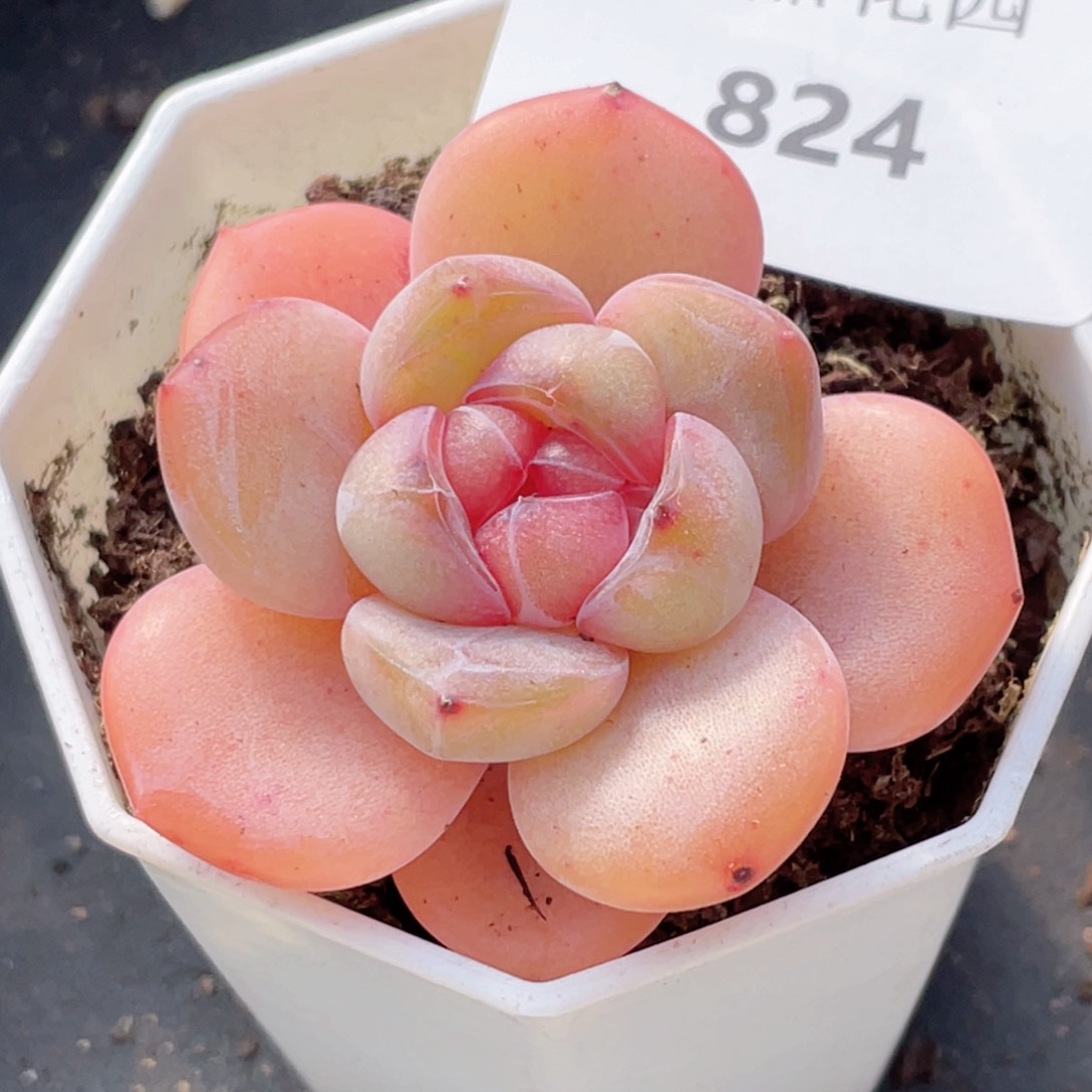 824号糖心冰心珍妮