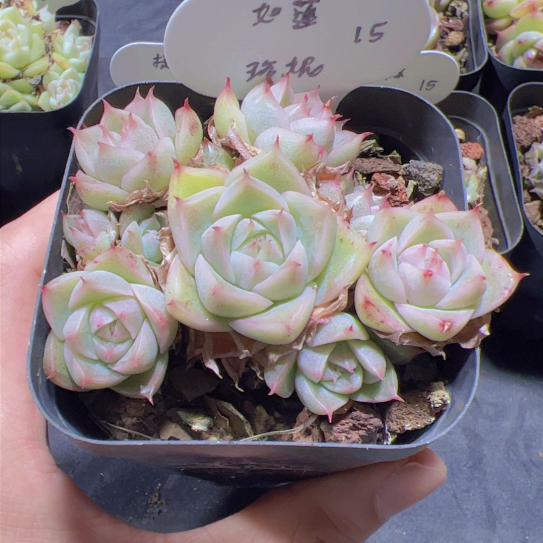 ᥫ****珍妮，多肉植物