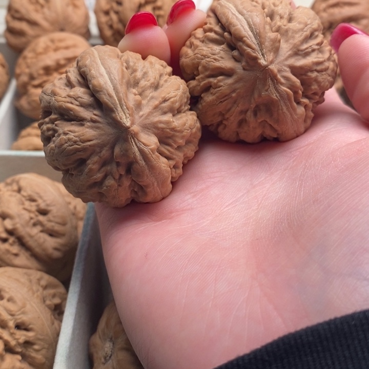 @***@霸王龙全品无修一刀没动