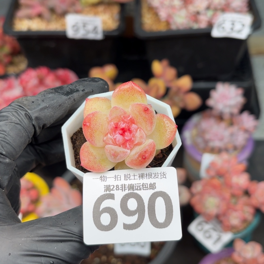 碧焰单头无盆土发货